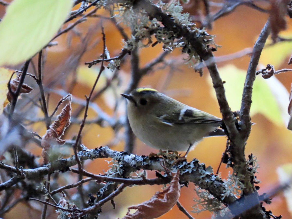 fuglekonge - ML644282776