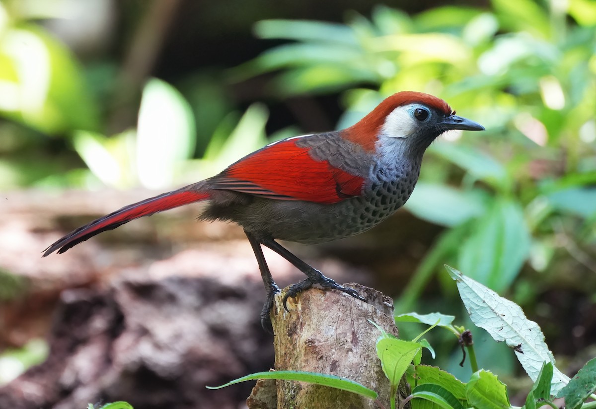 Red-tailed Laughingthrush - ML644282783