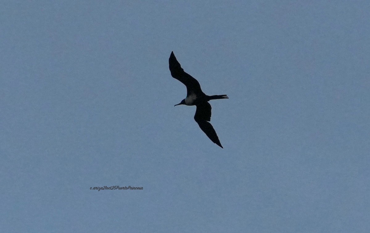 Lesser Frigatebird - ML644282789