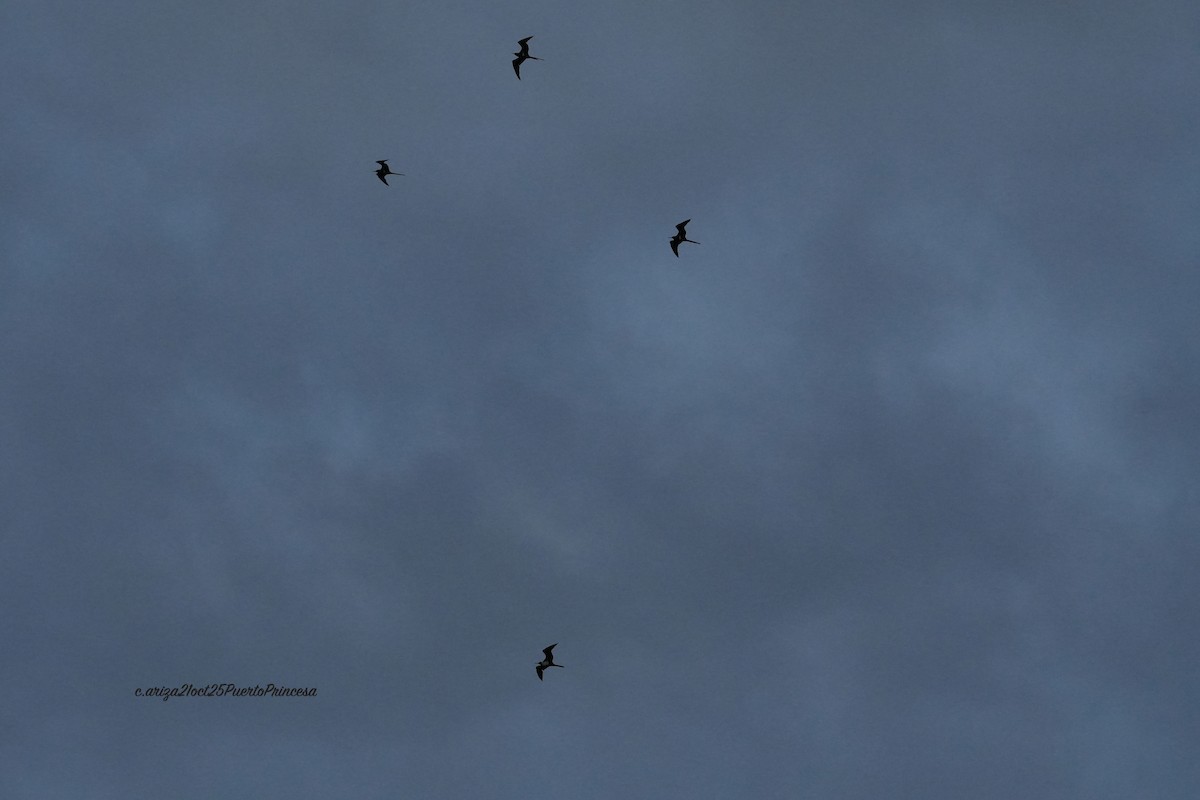 Lesser Frigatebird - ML644282790