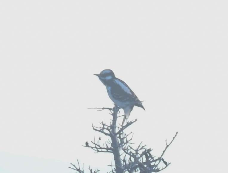 Downy Woodpecker - ML644282793