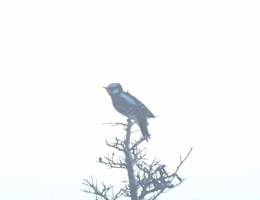 Downy Woodpecker - ML644282794