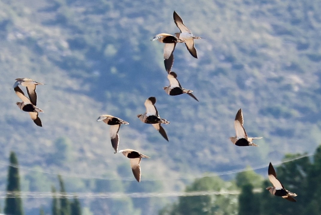 Ganga unibande - ML644282795