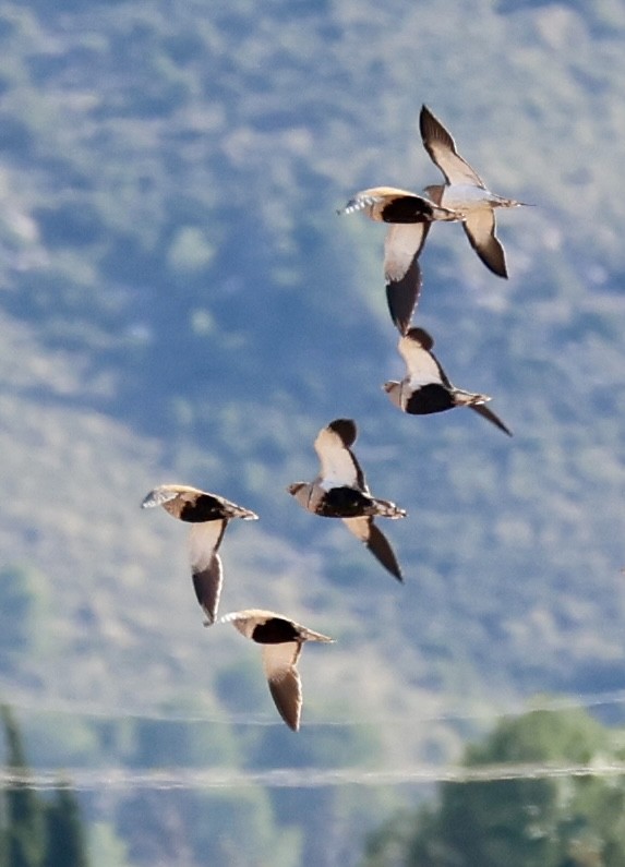 Ganga unibande - ML644282796