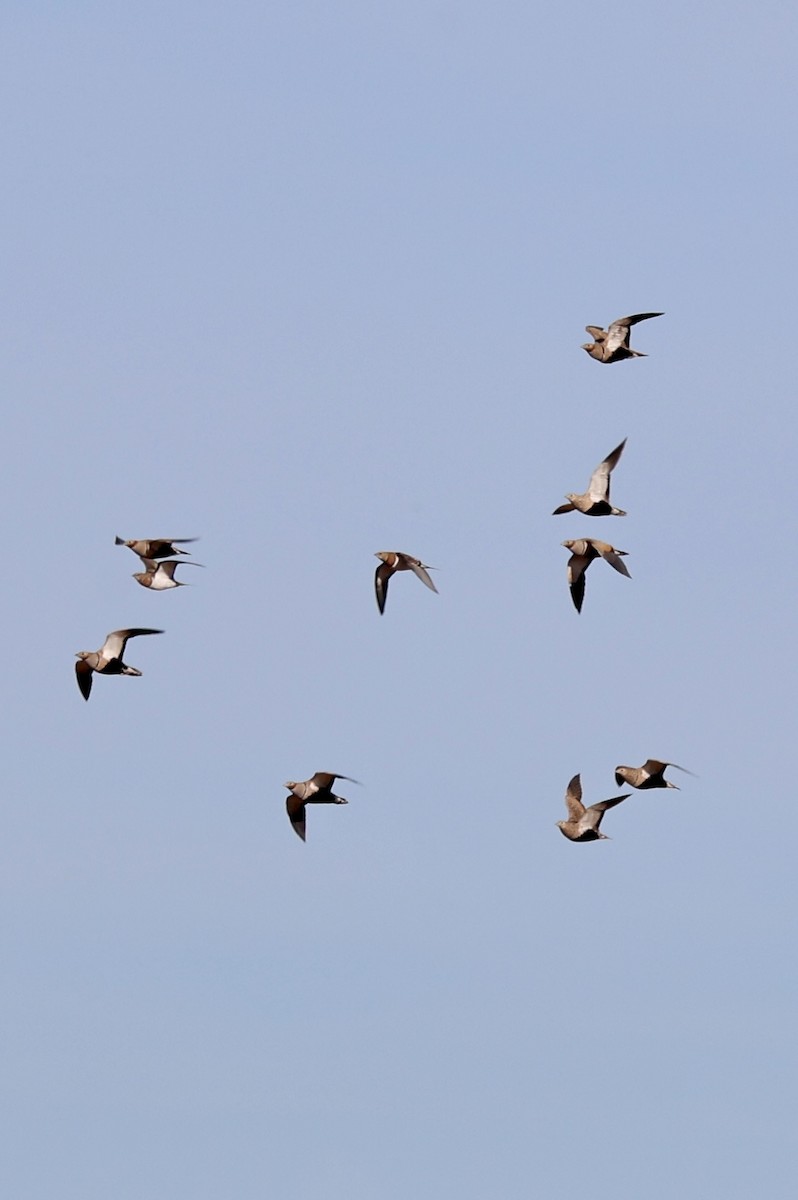 Ganga unibande - ML644282797