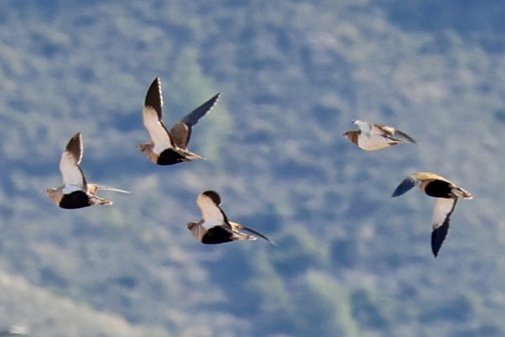 Ganga unibande - ML644282798