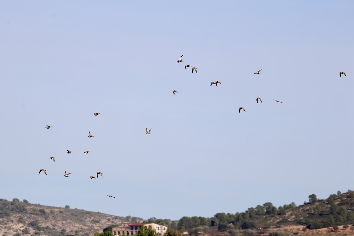 Ganga unibande - ML644282800