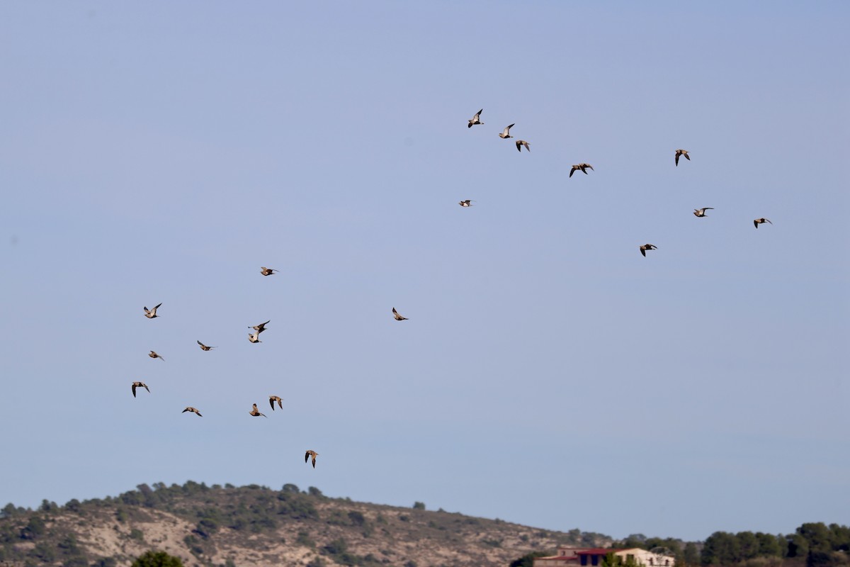 Ganga unibande - ML644282801