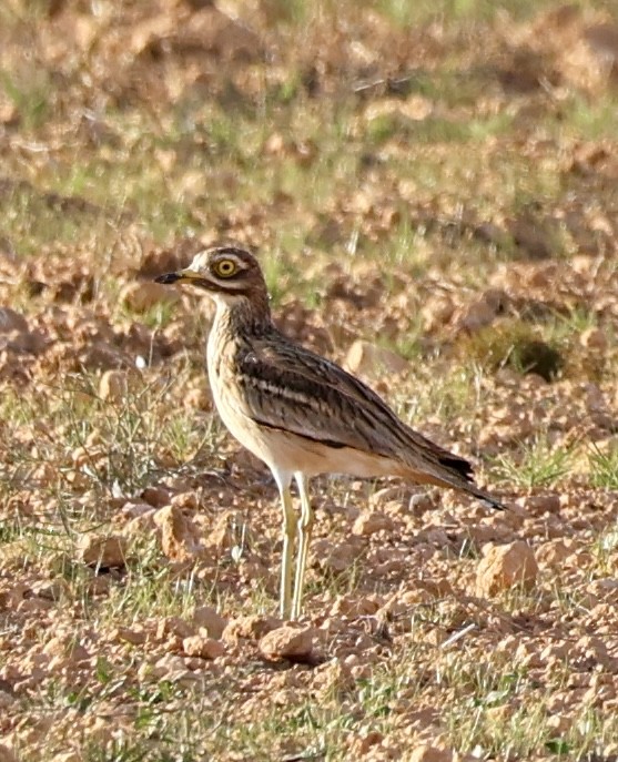 イシチドリ - ML644282804