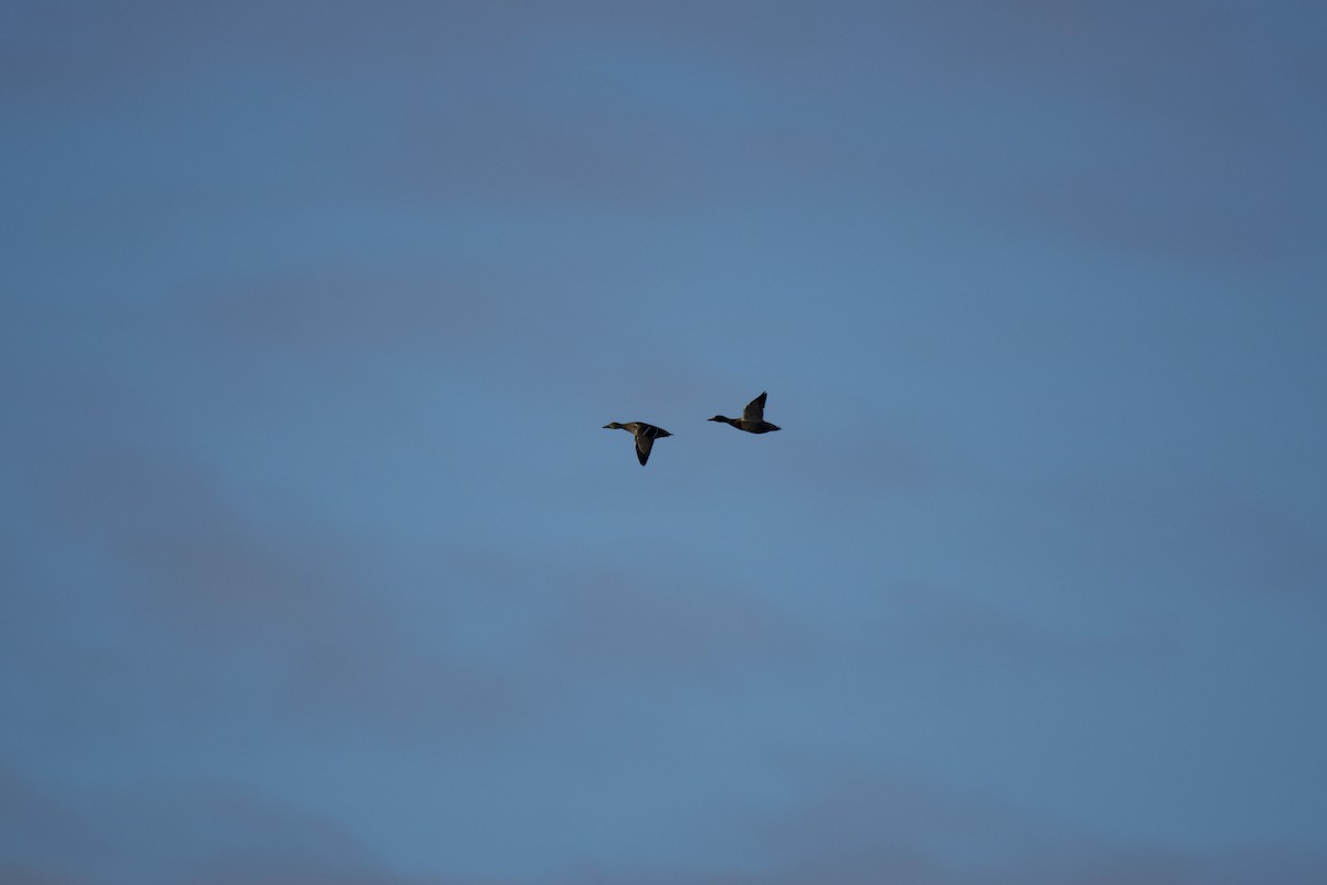 Mallard - ML644282805