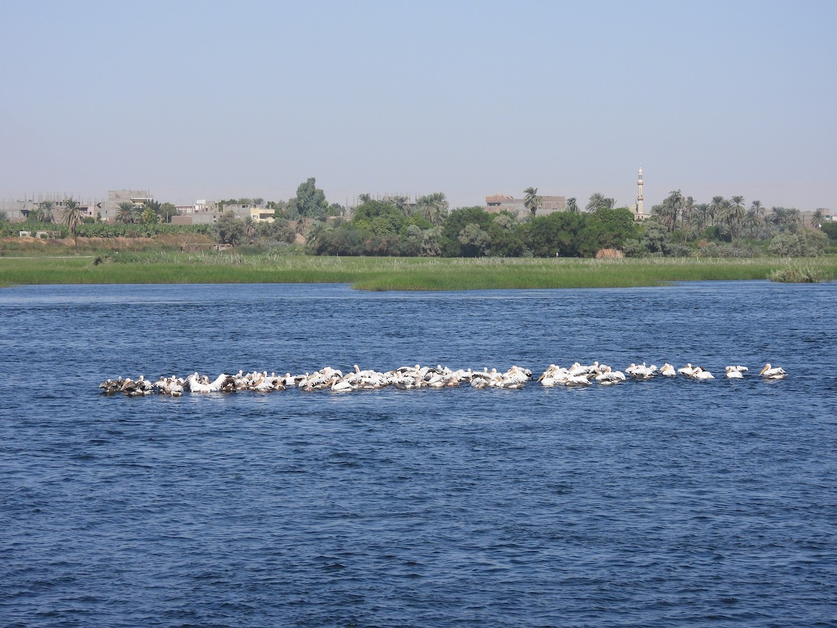 pelikán bílý - ML644282806