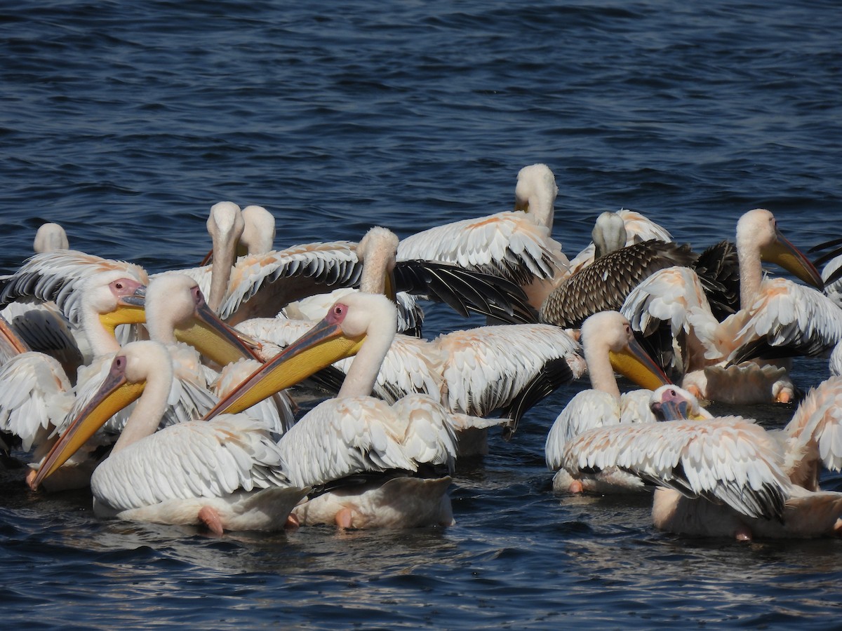 pelikán bílý - ML644282807