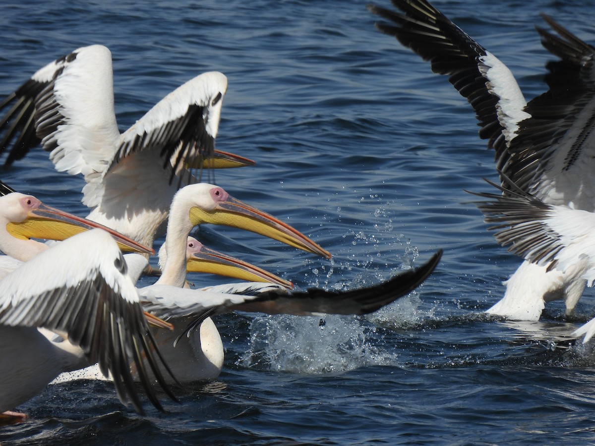 pelikán bílý - ML644282808