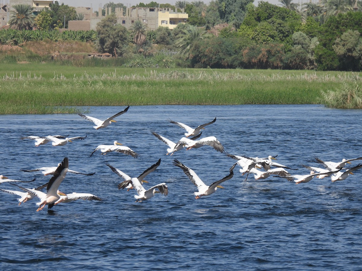 pelikán bílý - ML644282809