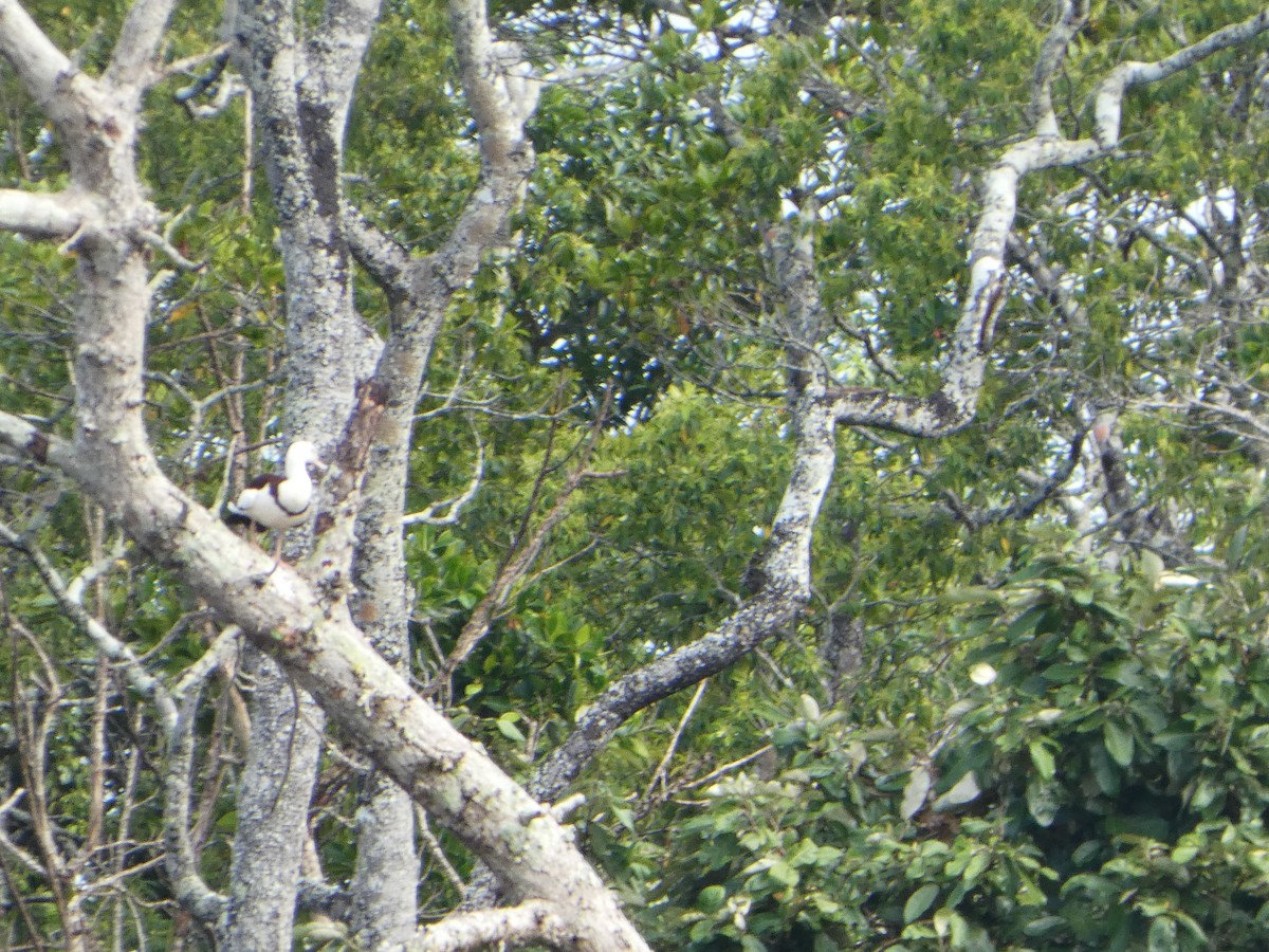 husice bělohlavá - ML644282811