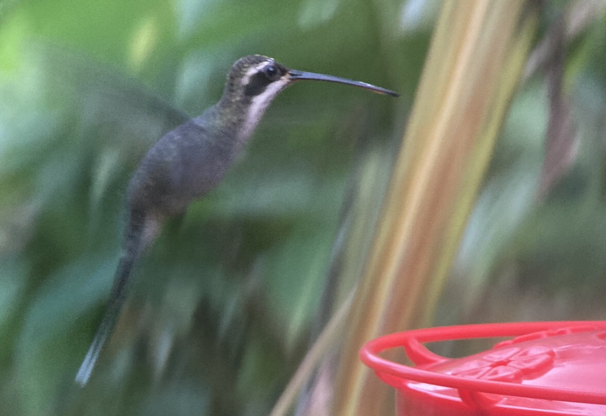 Ermitaño Ventripálido - ML644282823