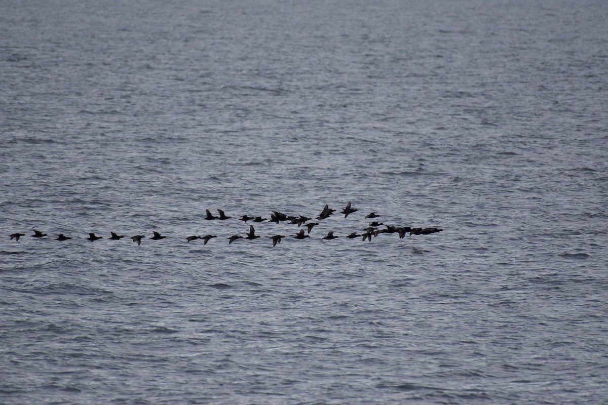 Black Scoter - ML644282824