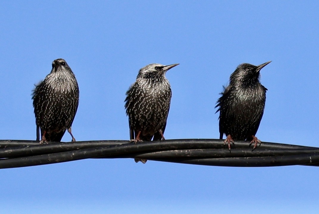 Arabazozo beltza - ML644282825