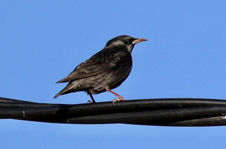 Arabazozo beltza - ML644282826