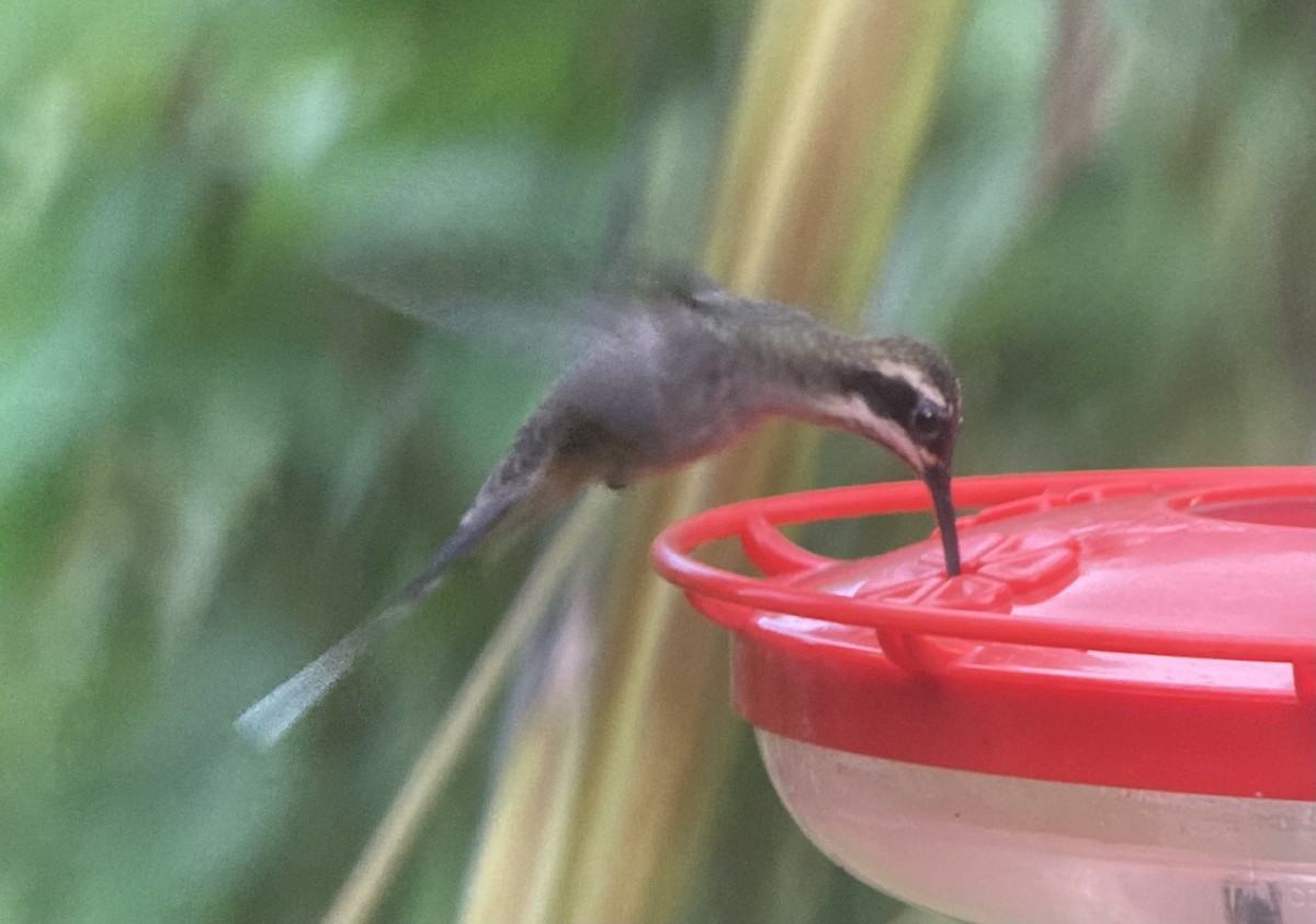 Ermitaño Ventripálido - ML644282830