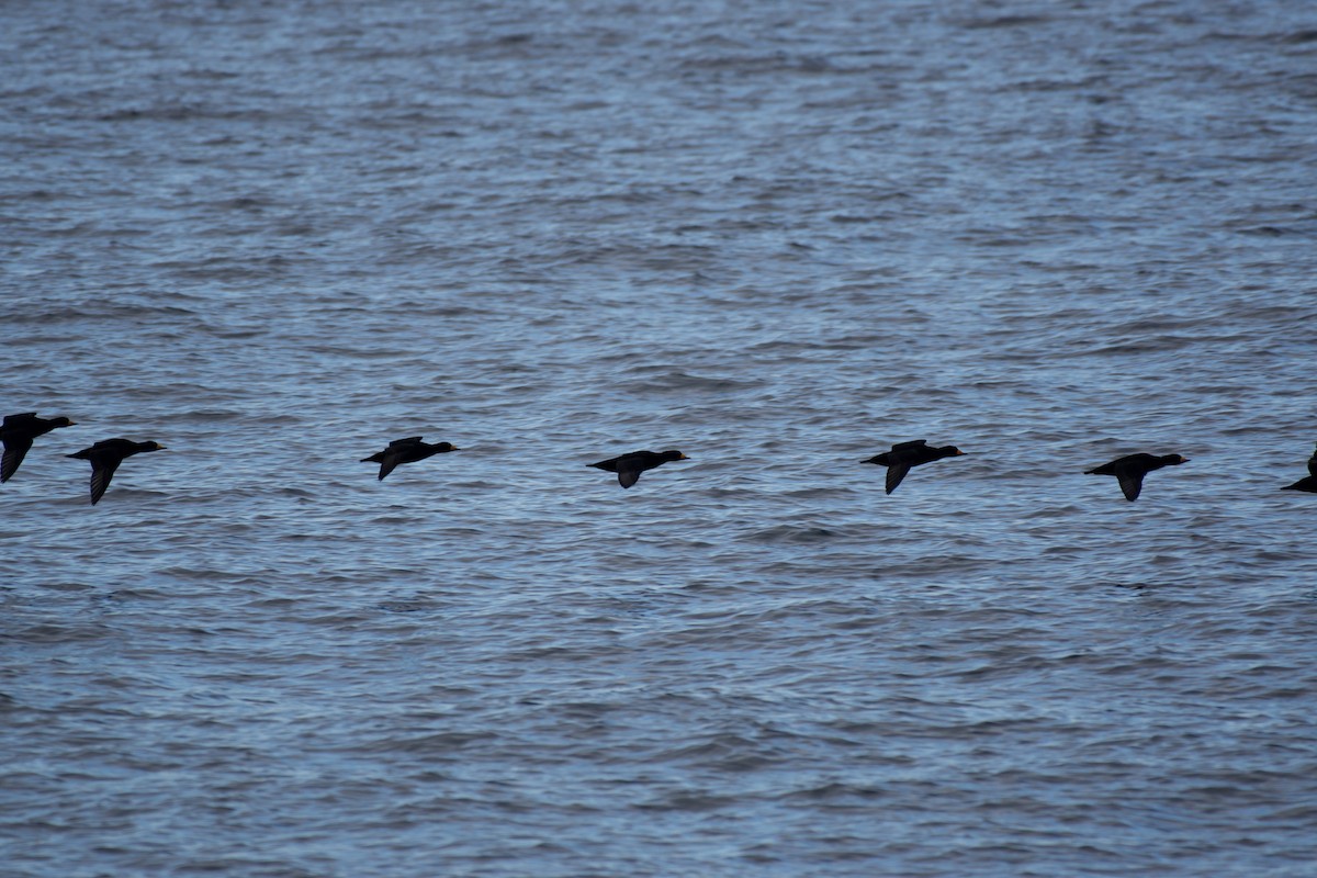 Black Scoter - ML644282833
