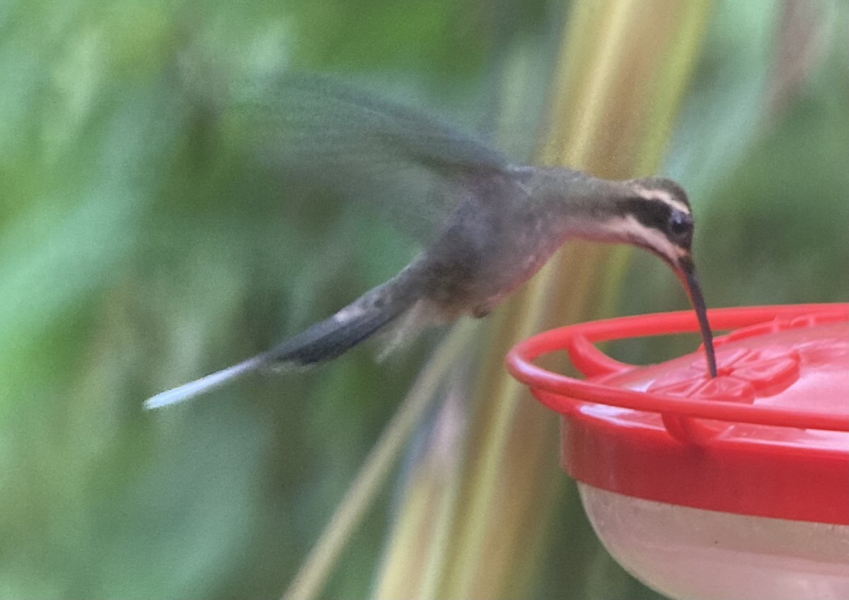 Ermitaño Ventripálido - ML644282834
