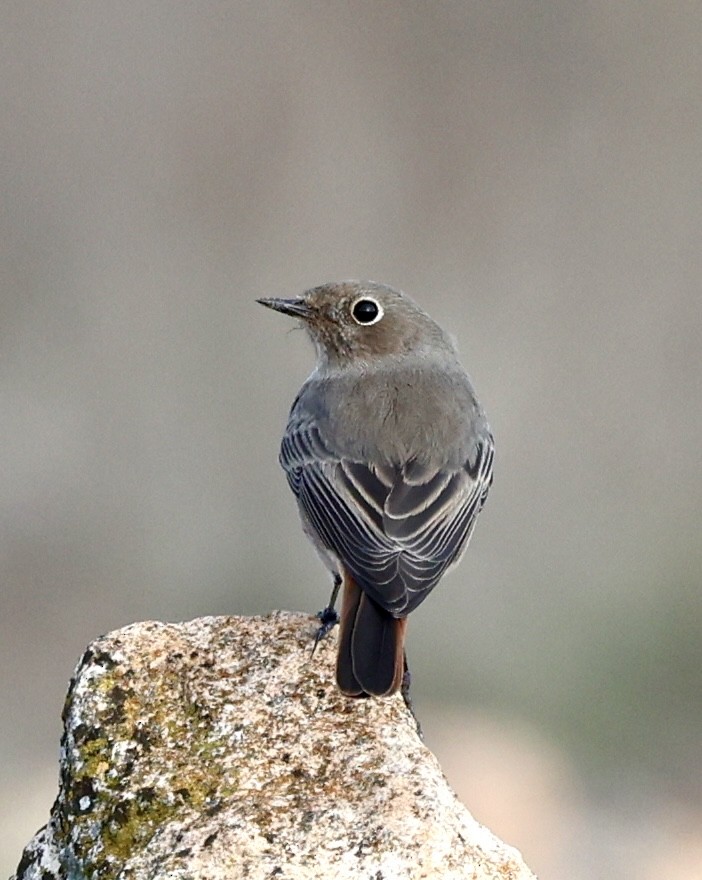 Black Redstart - ML644282838