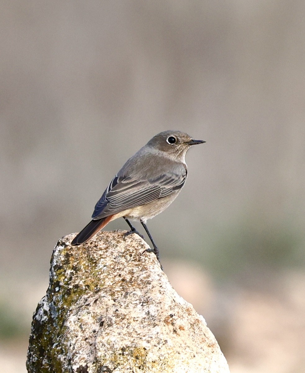Black Redstart - ML644282839