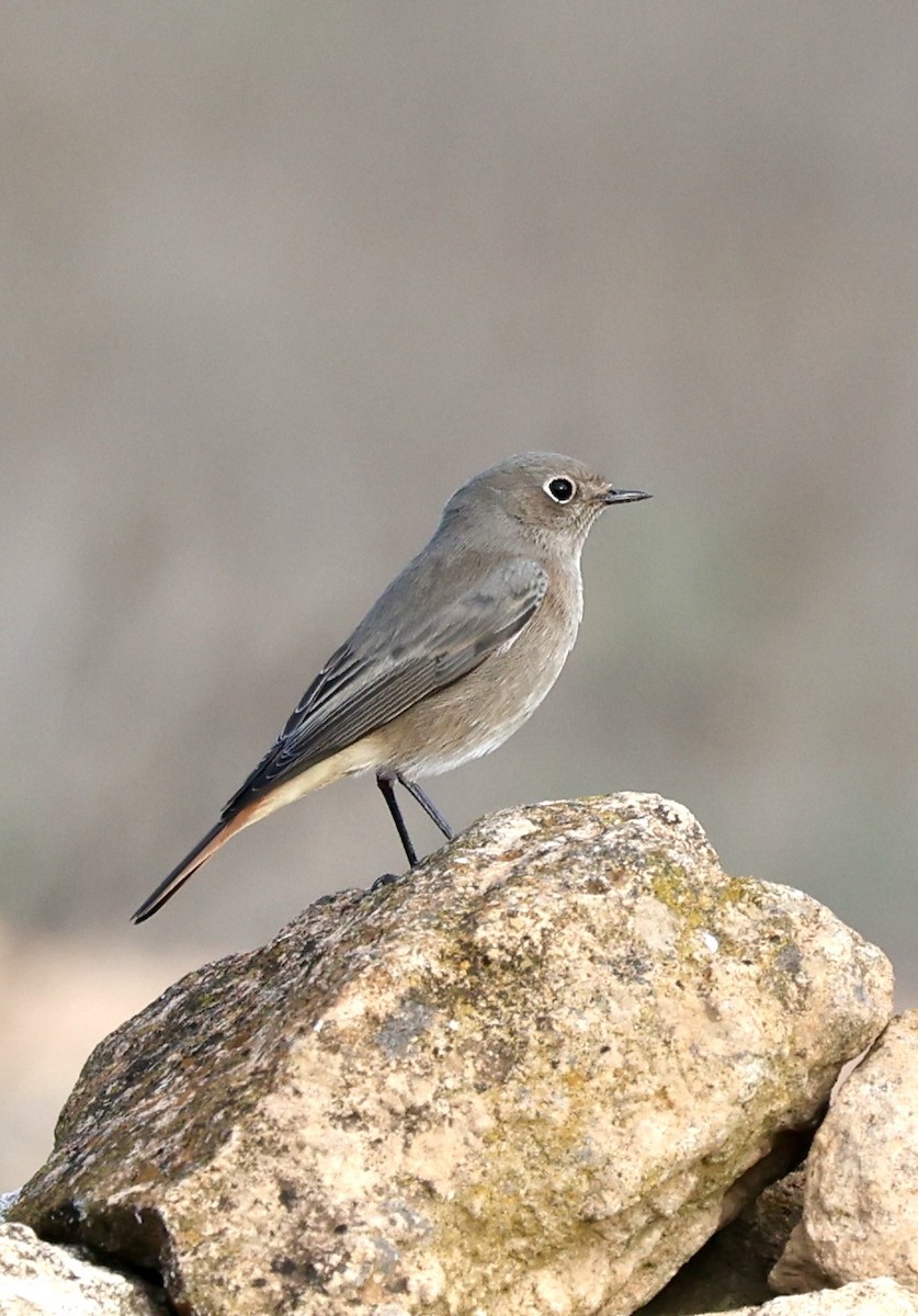 Black Redstart - ML644282840