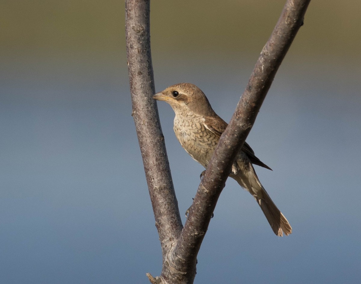 Red-backed Shrike - ML644282841
