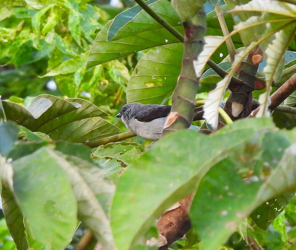 Plain-colored Tanager - ML644282842
