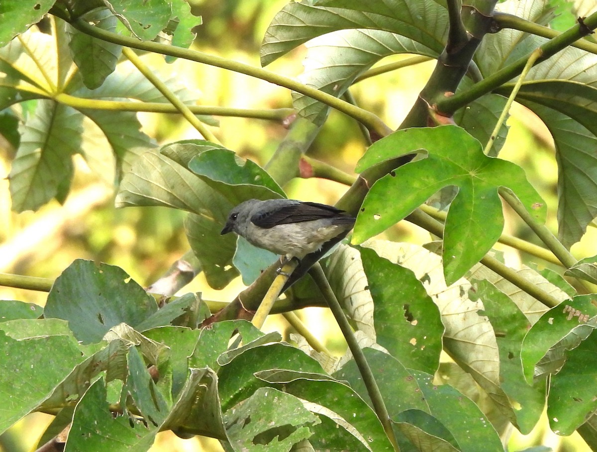 Plain-colored Tanager - ML644282843