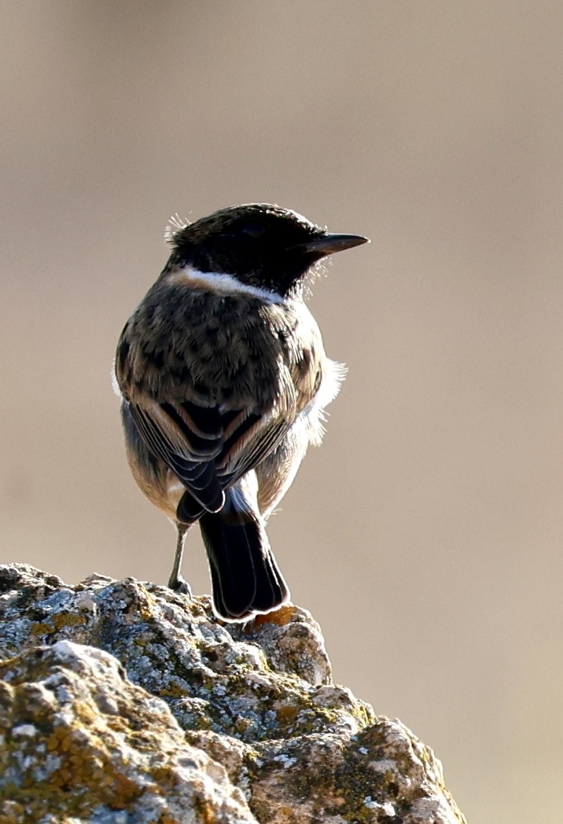 European Stonechat - ML644282851
