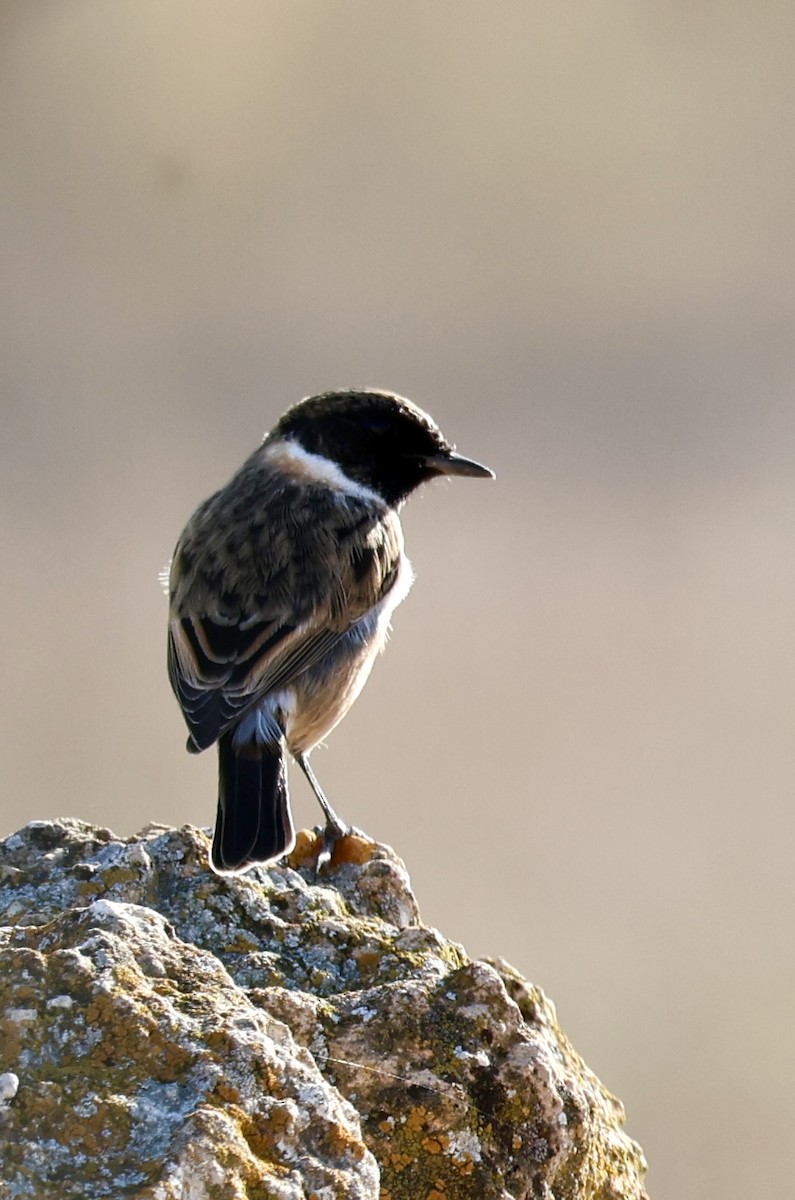 European Stonechat - ML644282852