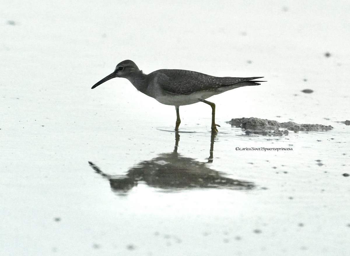 Gray-tailed Tattler - ML644282862