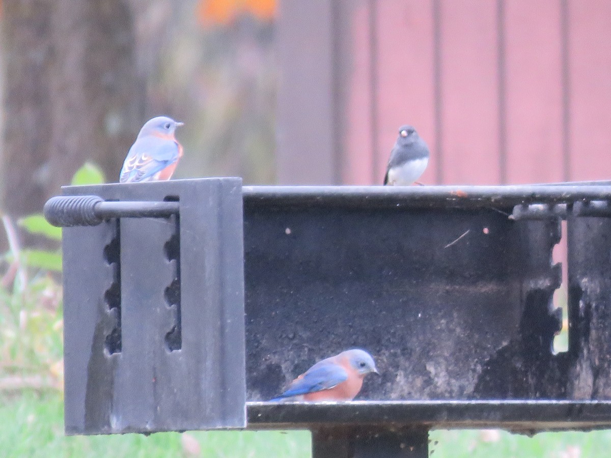 Eastern Bluebird - ML644282865