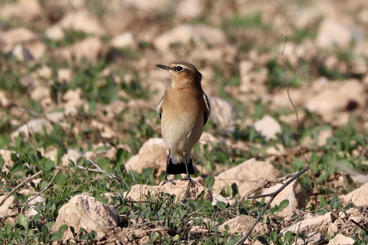 Northern Wheatear - ML644282866