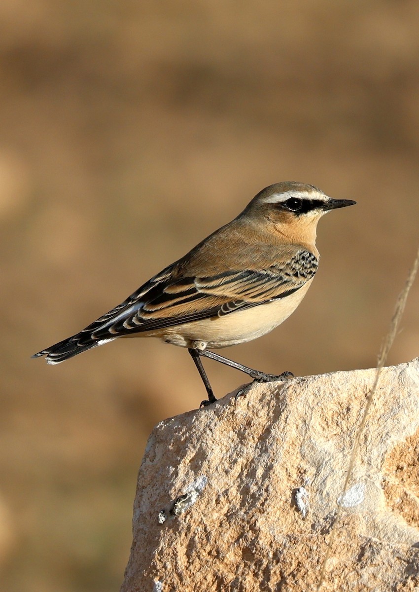 Northern Wheatear - ML644282867