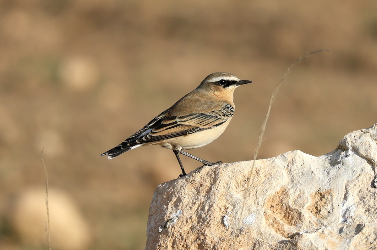 Northern Wheatear - ML644282868