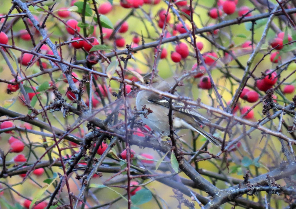 Зяблик звичайний - ML644282879