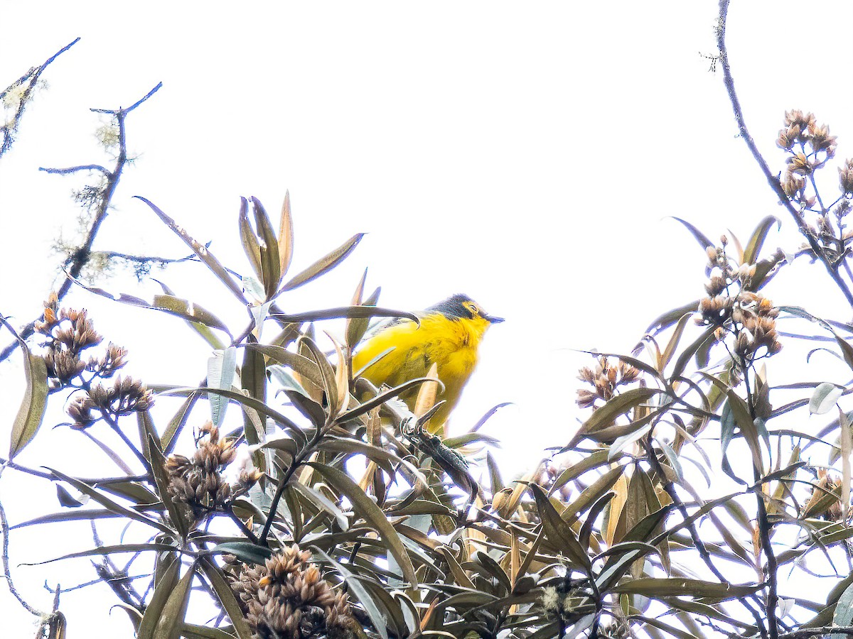 Brillenwaldsänger - ML644282883