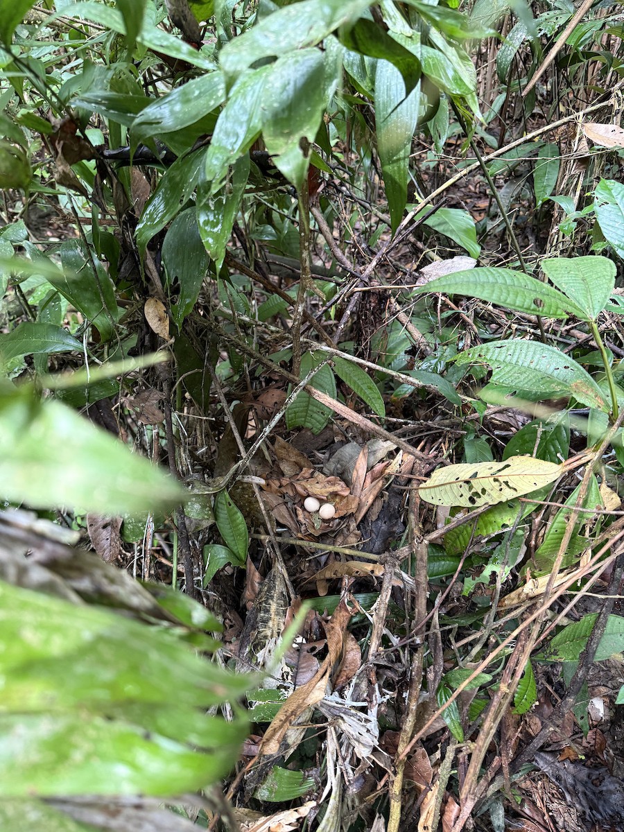 holub hnědočervený - ML644282884