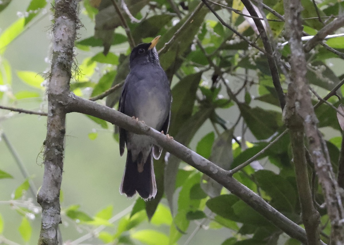 Andean Slaty Thrush - ML644282886