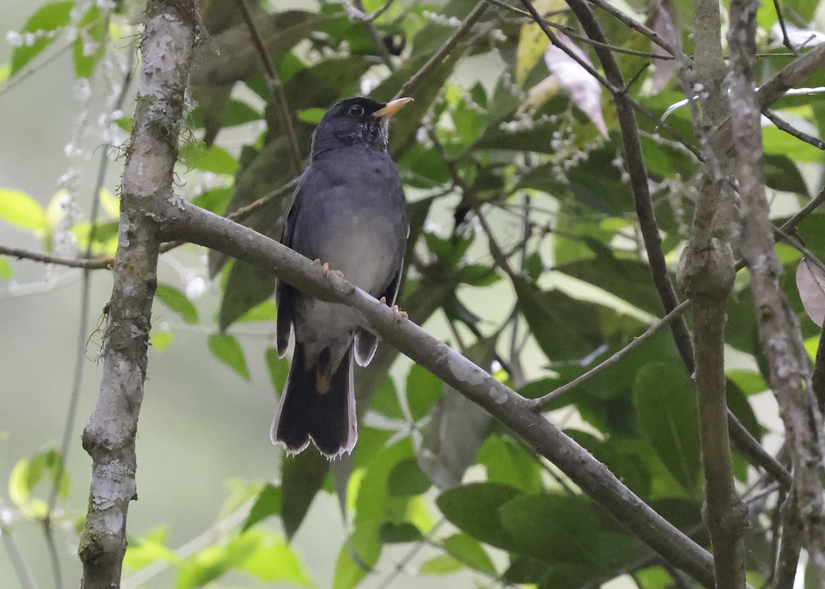Andean Slaty Thrush - ML644282887