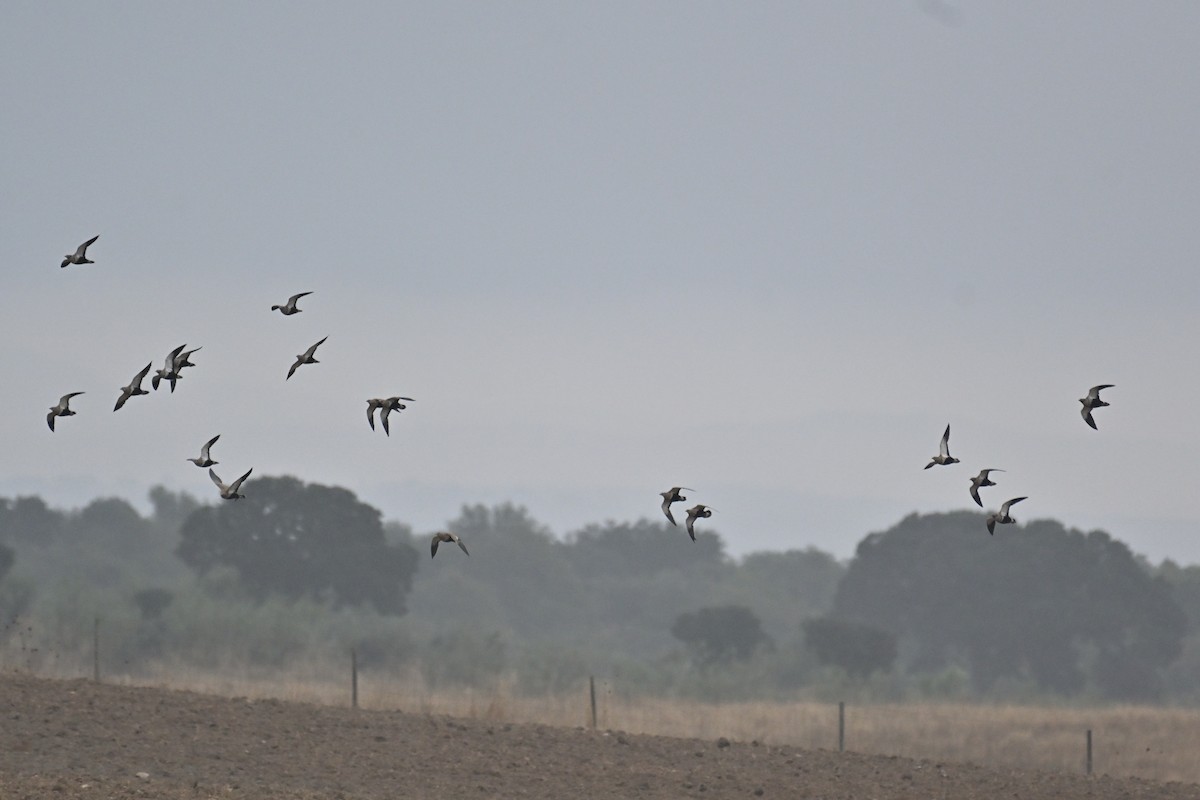 Ganga unibande - ML644282890