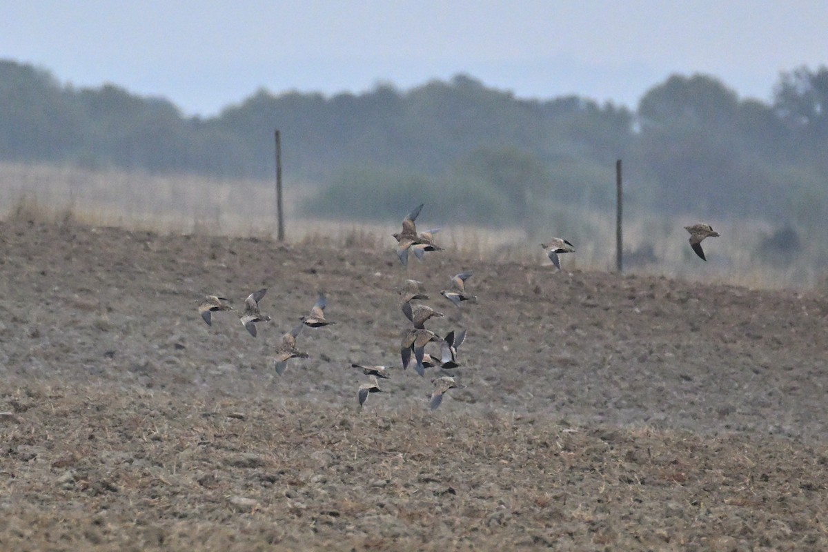 Ganga unibande - ML644282891