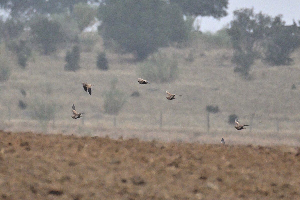 Ganga unibande - ML644282892