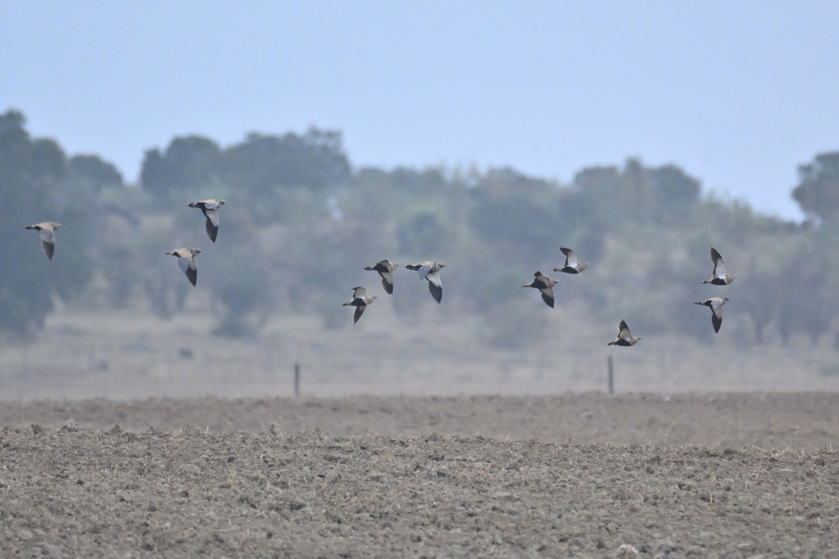 Ganga unibande - ML644282893