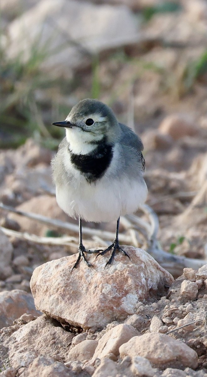 White Wagtail (White-faced) - ML644282894