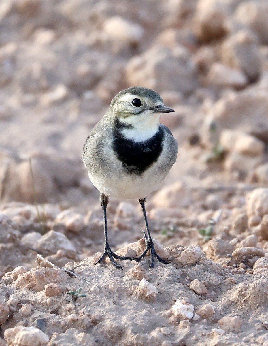 White Wagtail (White-faced) - ML644282895